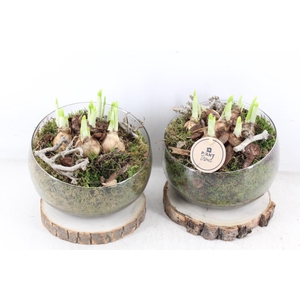 arr4 Narcis PL - Glas bol schuin op schijf x6