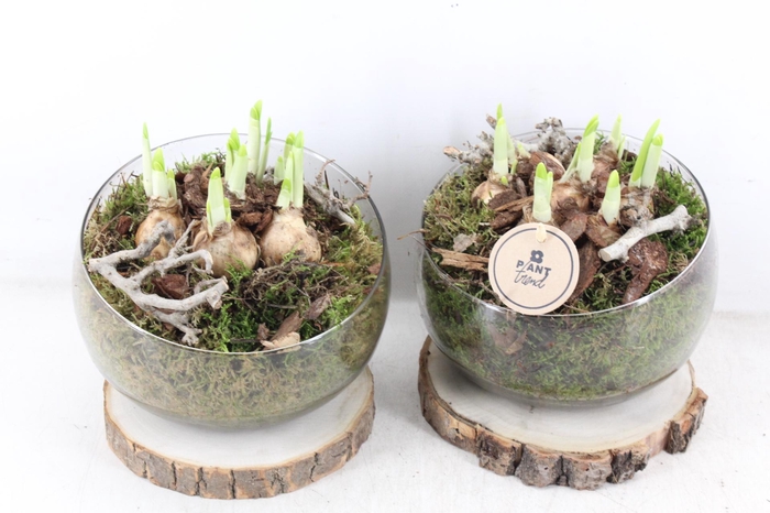 <h4>arr4 Narcis PL - Glas bol schuin op schijf x6</h4>