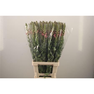 Antirrhinum Es. Cherry Rose