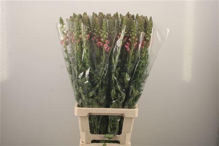 <h4>Antirrhinum Es. Cherry Rose</h4>