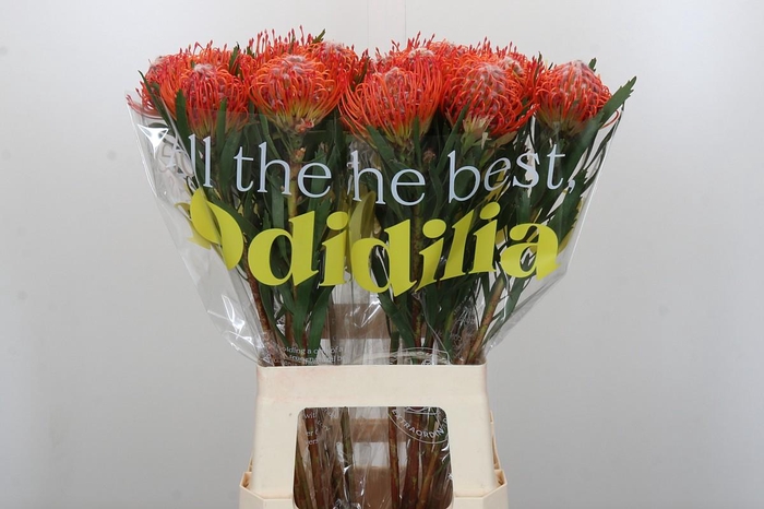 <h4>Nutans Tango</h4>