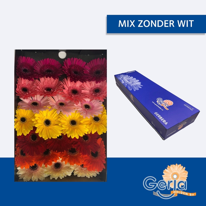 <h4>GE GR OP RIJ GEM</h4>