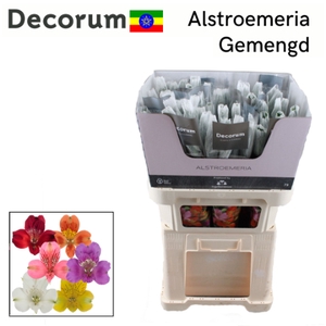 Alstroemeria mix in bucket