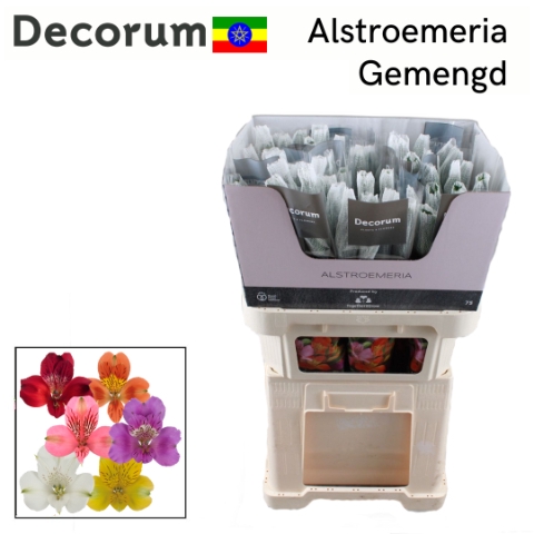 <h4>Alstroemeria mix in bucket</h4>