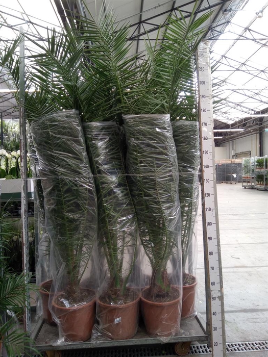 <h4>Phoenix canariensis</h4>