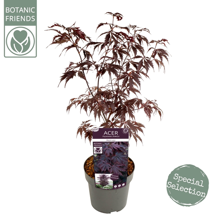 <h4>Acer palm. 'Black Lace' ®</h4>