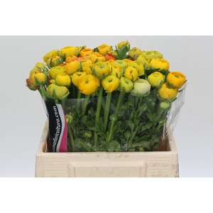 Ranunculus Charm Orange