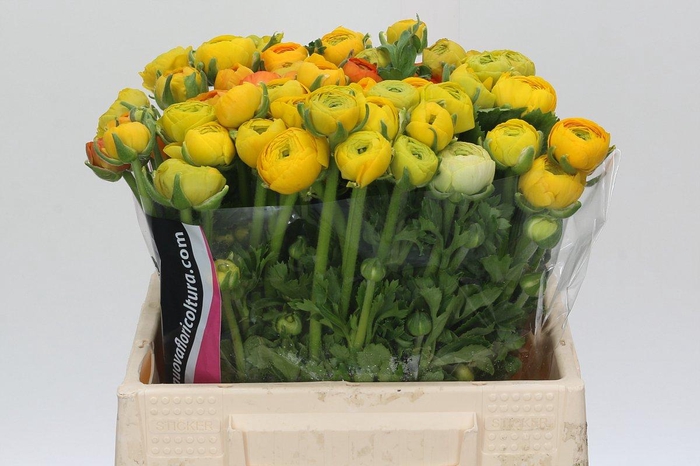 <h4>Ranunculus Charm Orange</h4>