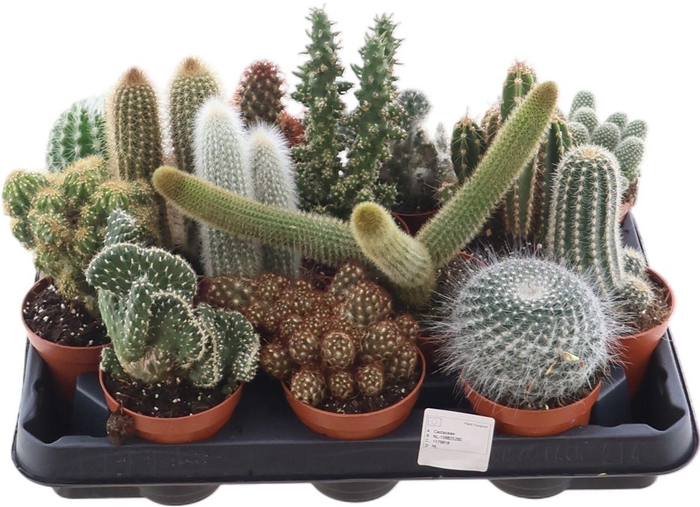 <h4>Cactus Gemengd</h4>