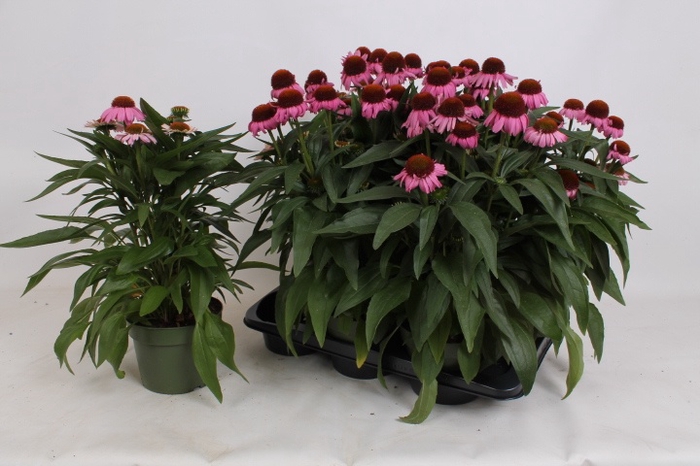<h4>ECHINA SOMBRERO ROSE</h4>