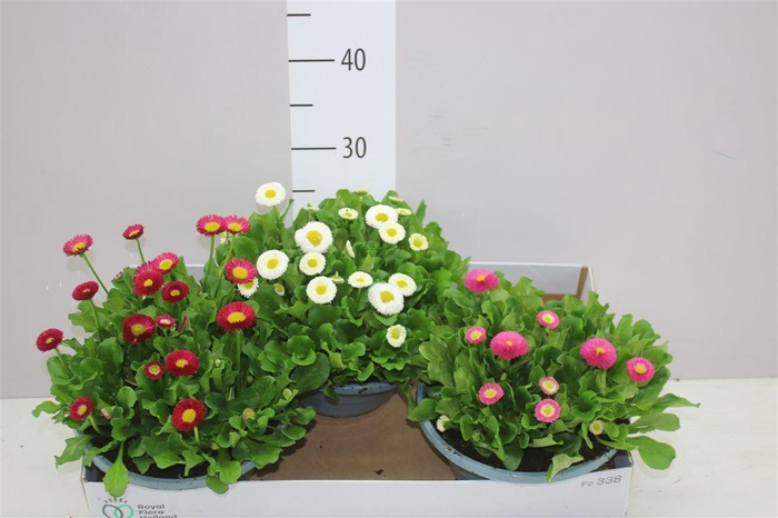 <h4>Bellis Pe Kl Bel Gemengd In Schaal</h4>