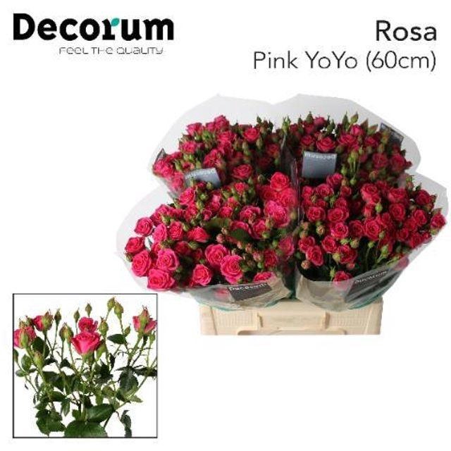 <h4>Rosa tros Pink Yo-Yo</h4>