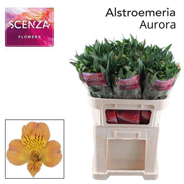 ALSTR AURORA