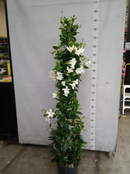 <h4>Mandevilla sand. 'SumStar White'</h4>