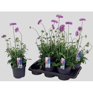 SCAB CO BUTTERFLY BL