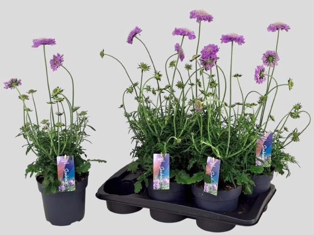 <h4>SCAB CO BUTTERFLY BL</h4>