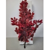 GESTABILISEERD BEUK CERISE