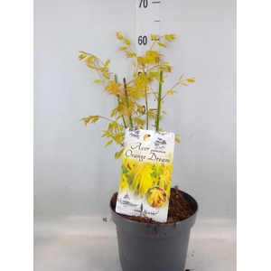 Acer palmatum 'Orange Dream'