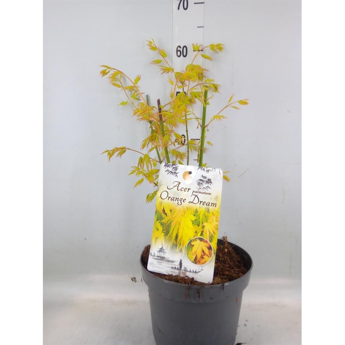 <h4>Acer palmatum 'Orange Dream'</h4>