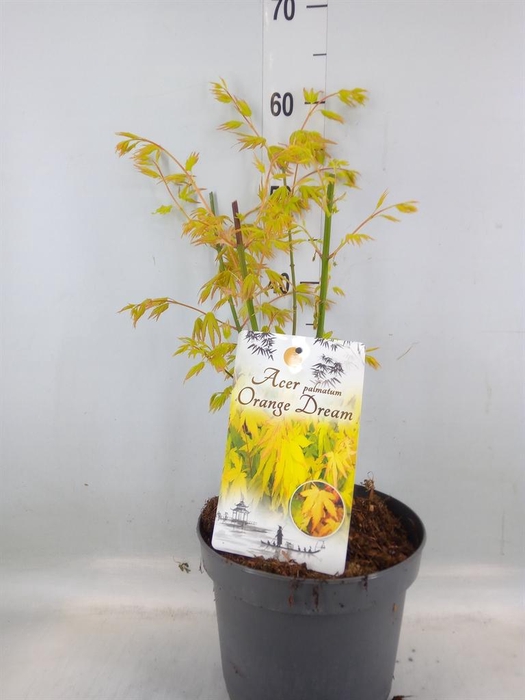 <h4>Acer palmatum 'Orange Dream'</h4>