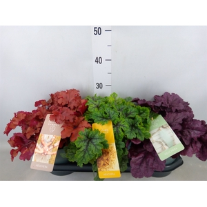 Heuchera  'Indian Summer'   ...mix