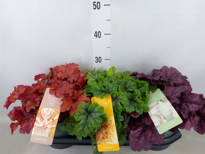 <h4>Heuchera  'Indian Summer'   ...mix</h4>
