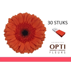 GE GR CAPELLA-Doosx30