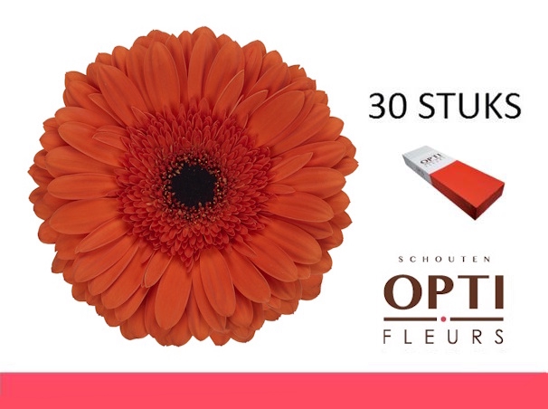 <h4>GE GR CAPELLA-Doosx30</h4>