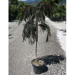 Albizia julibrissin
