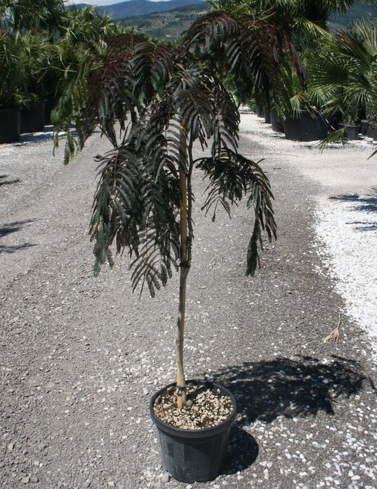 <h4>Albizia julibrissin</h4>