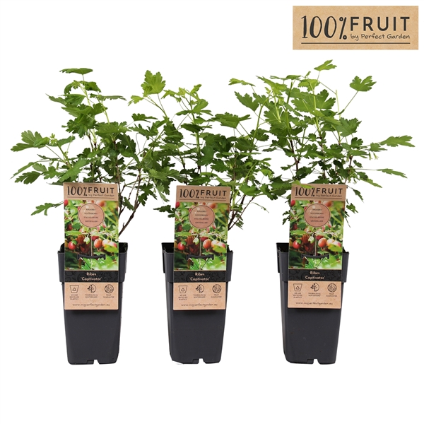 <h4>Ribes uva-crispa Captivator P15</h4>