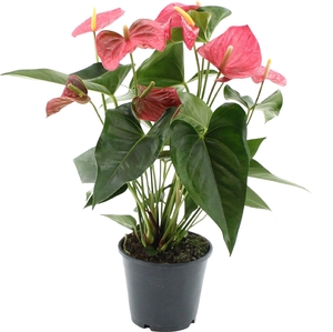 Anthurium 14 cm Maine in Transparant sleeve