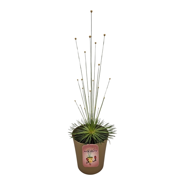 <h4>Syngonanthus "Mikado"</h4>