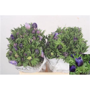 Anemone Mistral Blue