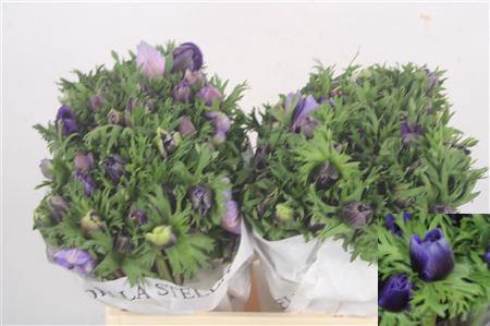 <h4>Anemone Mistral Blue</h4>