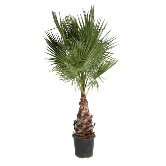 <h4>Washingtonia filifera</h4>