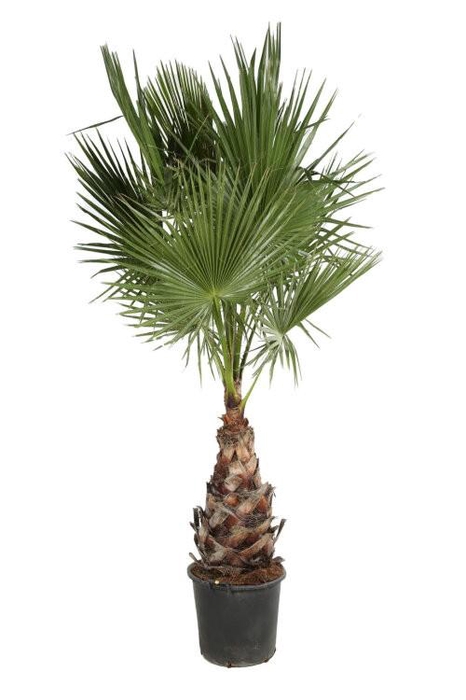 Washingtonia filifera