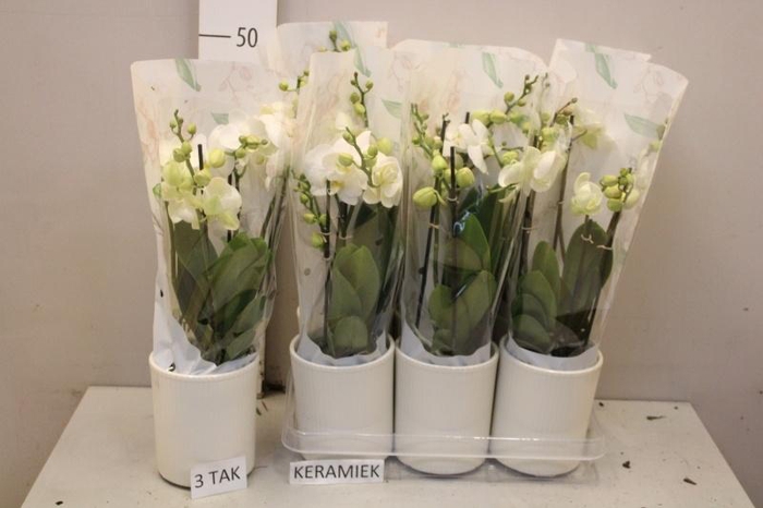 <h4>ARR PHAL MT</h4>