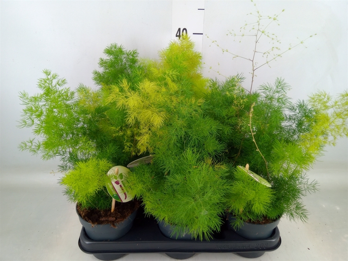 <h4>Asparagus umbellatus</h4>