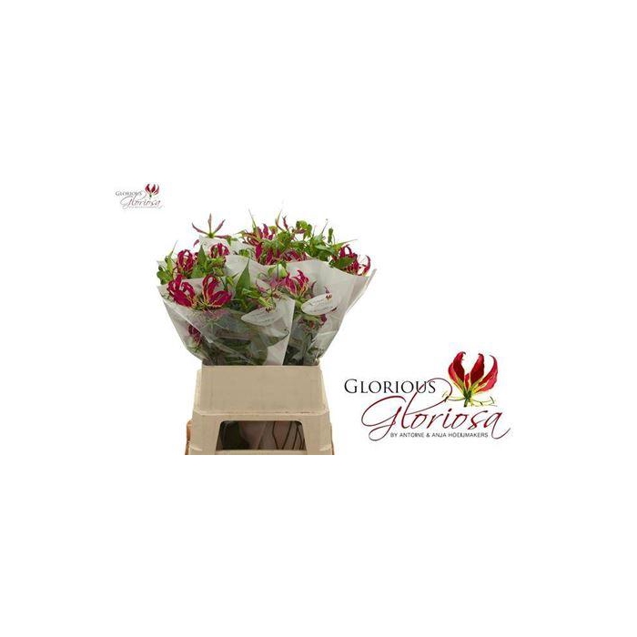 <h4>Gloriosa Rothschildiana</h4>