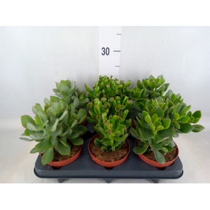 Crassula   ...mix