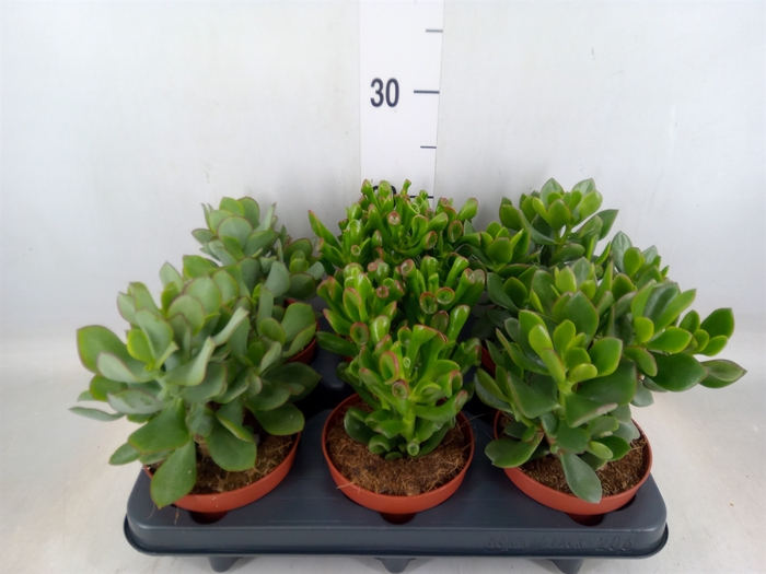 <h4>Crassula   ...mix</h4>
