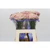 Ozothamnus Cooks Pink