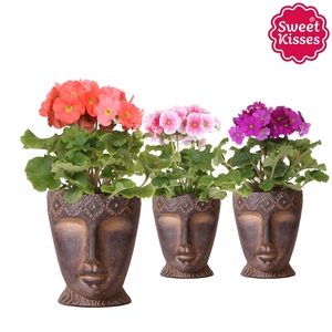 Primula Obconica Sweet Kisses mix in Totem Mask pot
