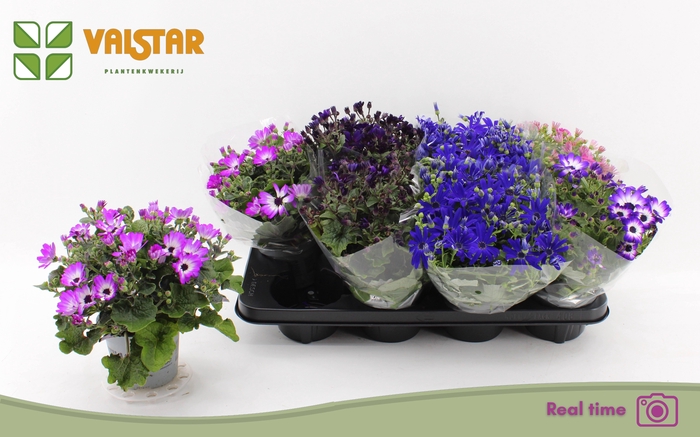 <h4>PERI C MAN GEM</h4>