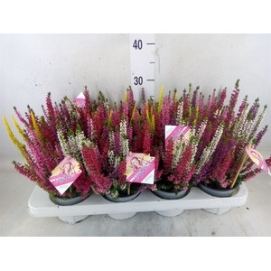 Calluna vulg. 'High Five'   ...mix