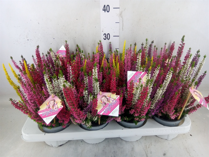 <h4>Calluna vulg. 'High Five'   ...mix</h4>