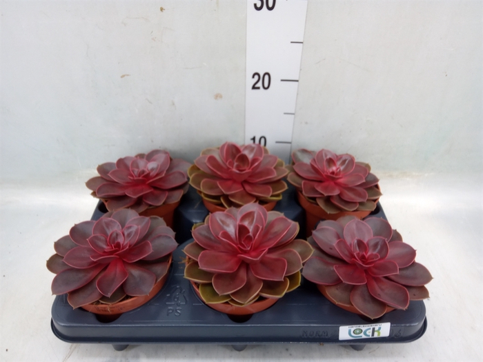 <h4>Echeveria   ...not flowering</h4>