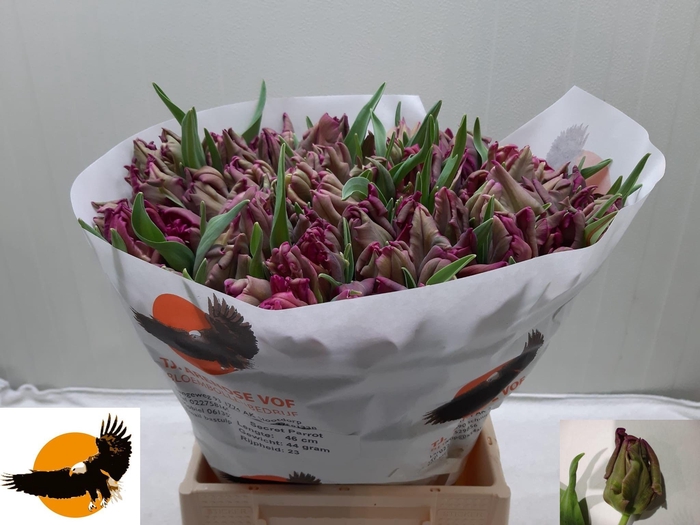 <h4>TU PA SECRET PARROT</h4>