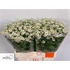 Tanacetum Single Vegmo